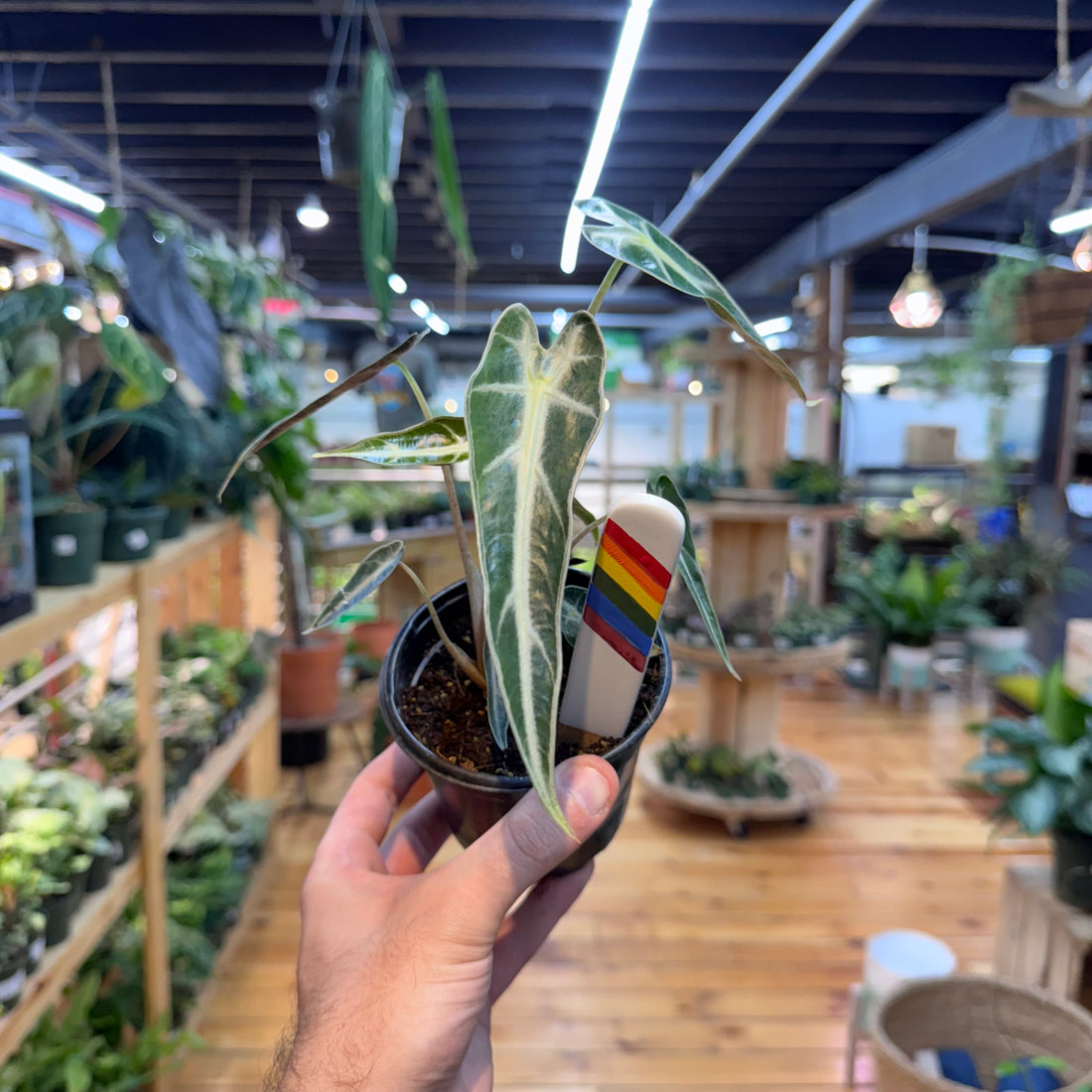Alocasia Bambino