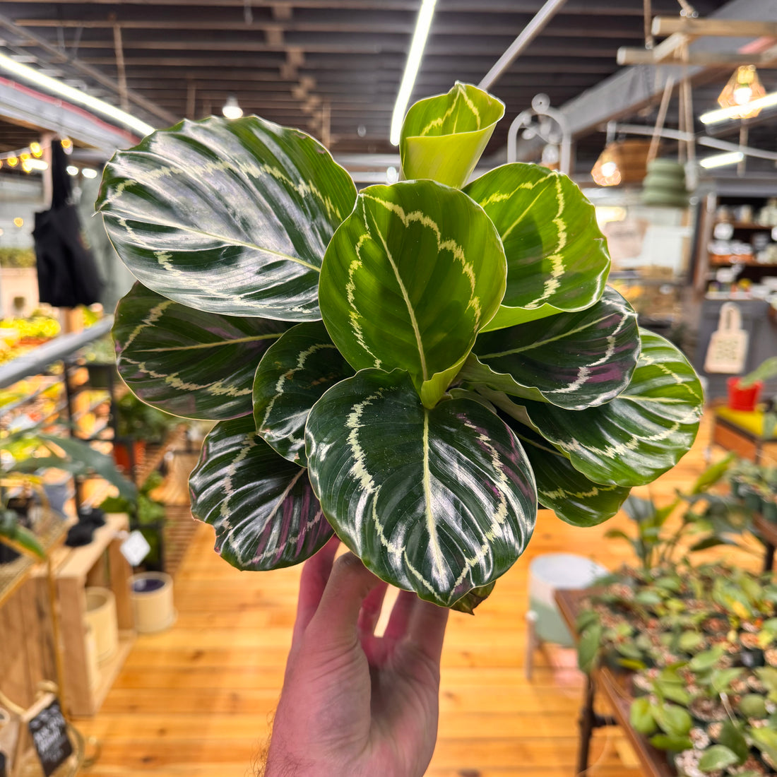 Calathea &