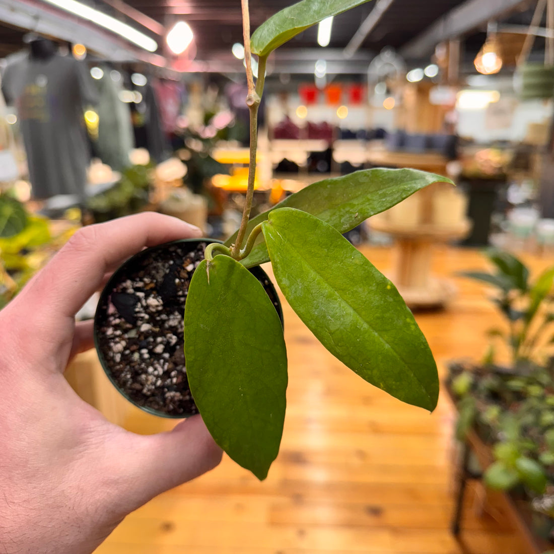 Hoya Macgillivrayi &