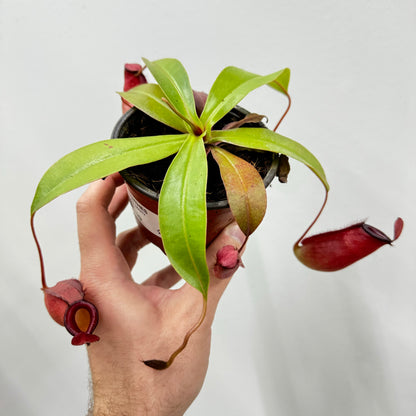 Nepenthes Bloody Mary