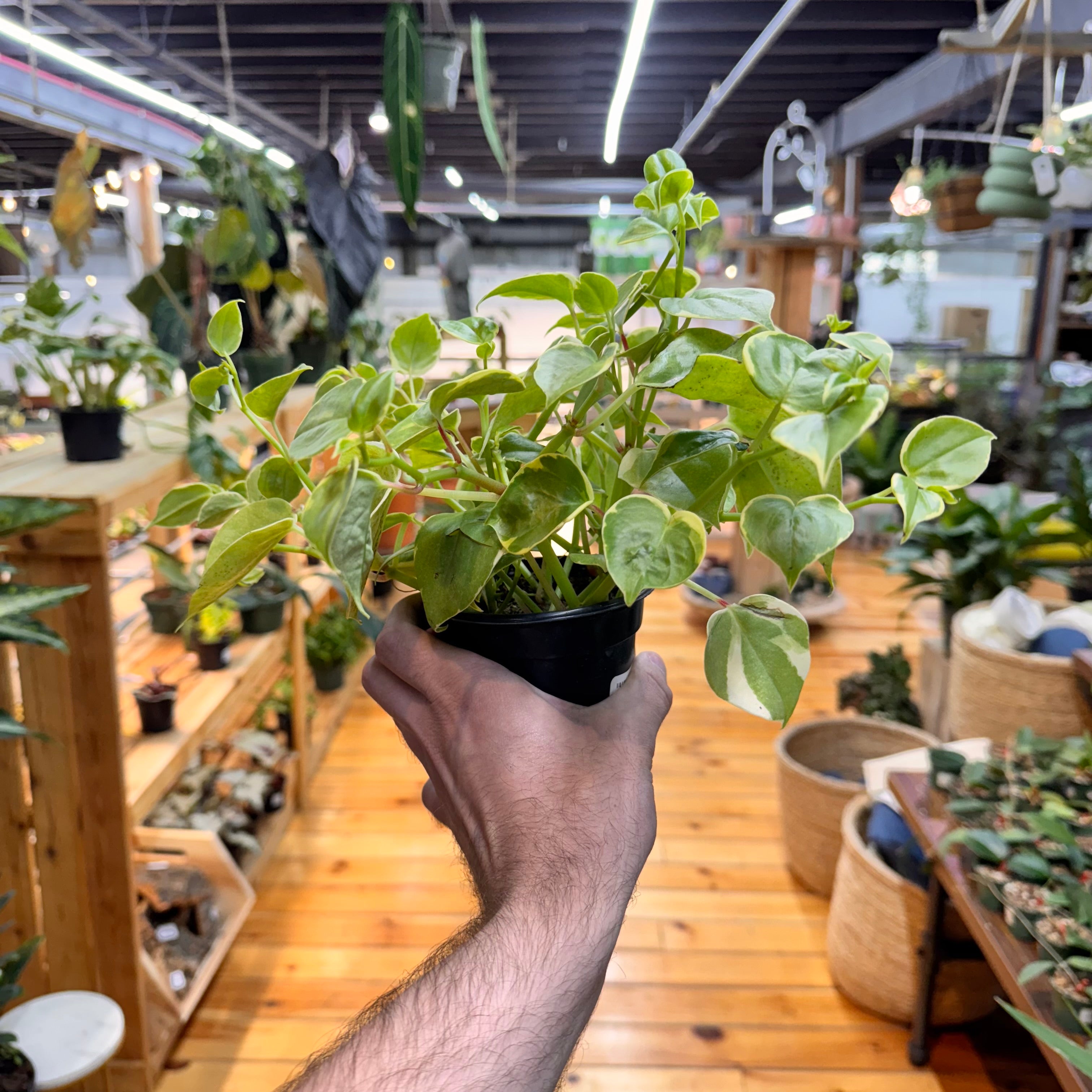 Peperomia Cupid
