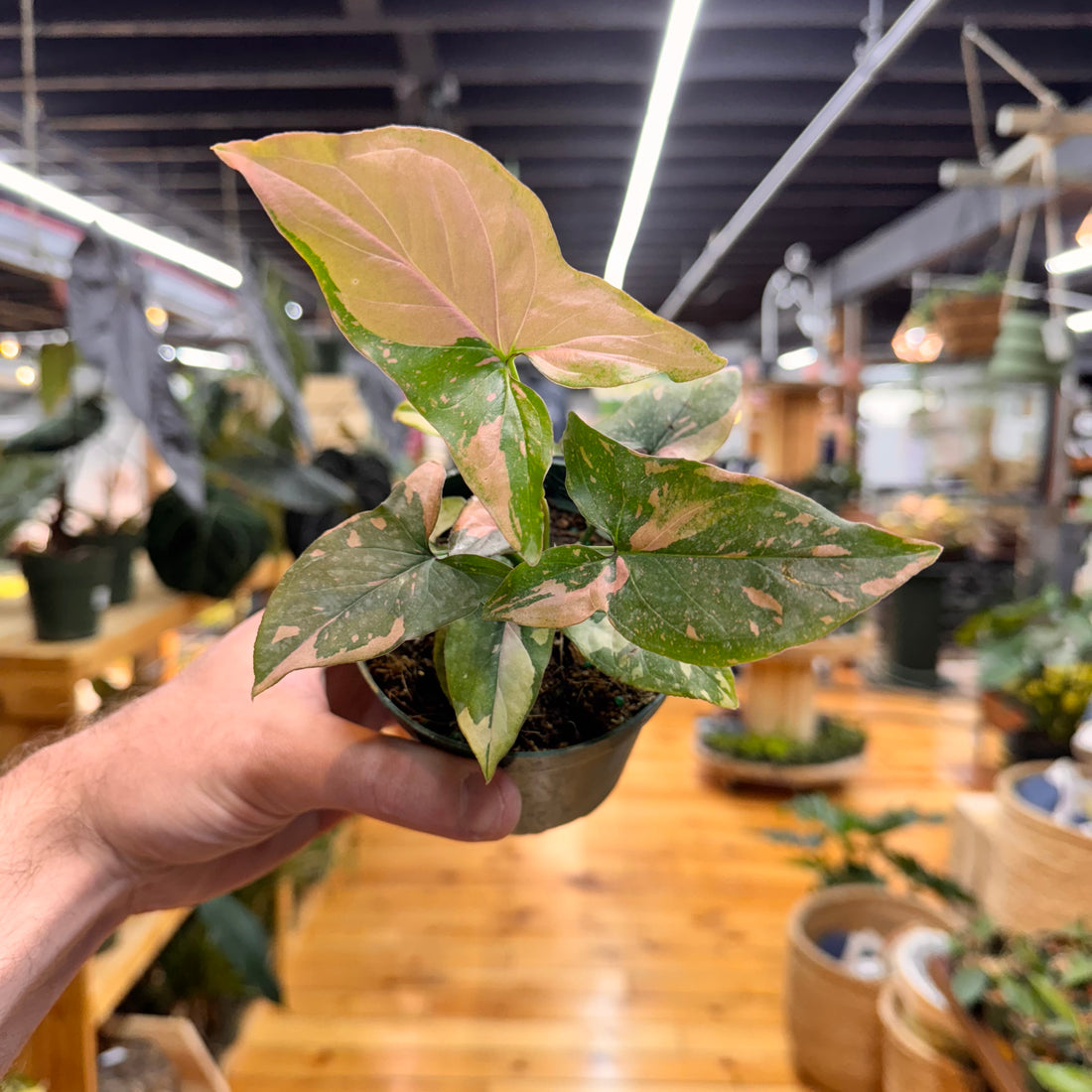 Syngonium Tricolor