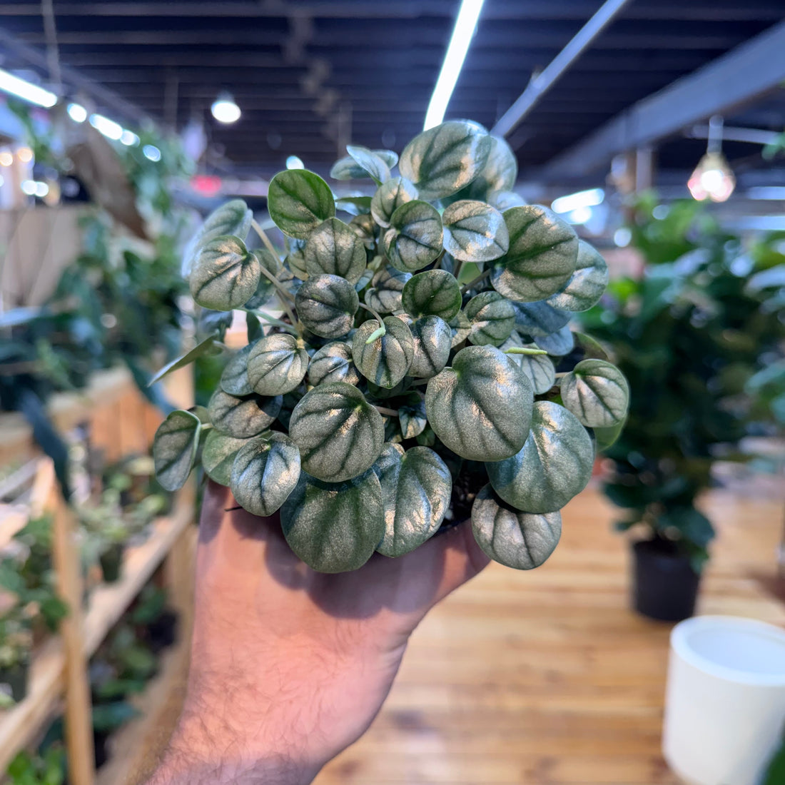 Peperomia Little Toscani