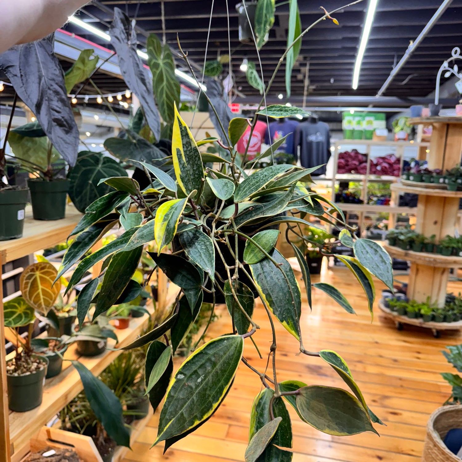 Hoya Macrophylla