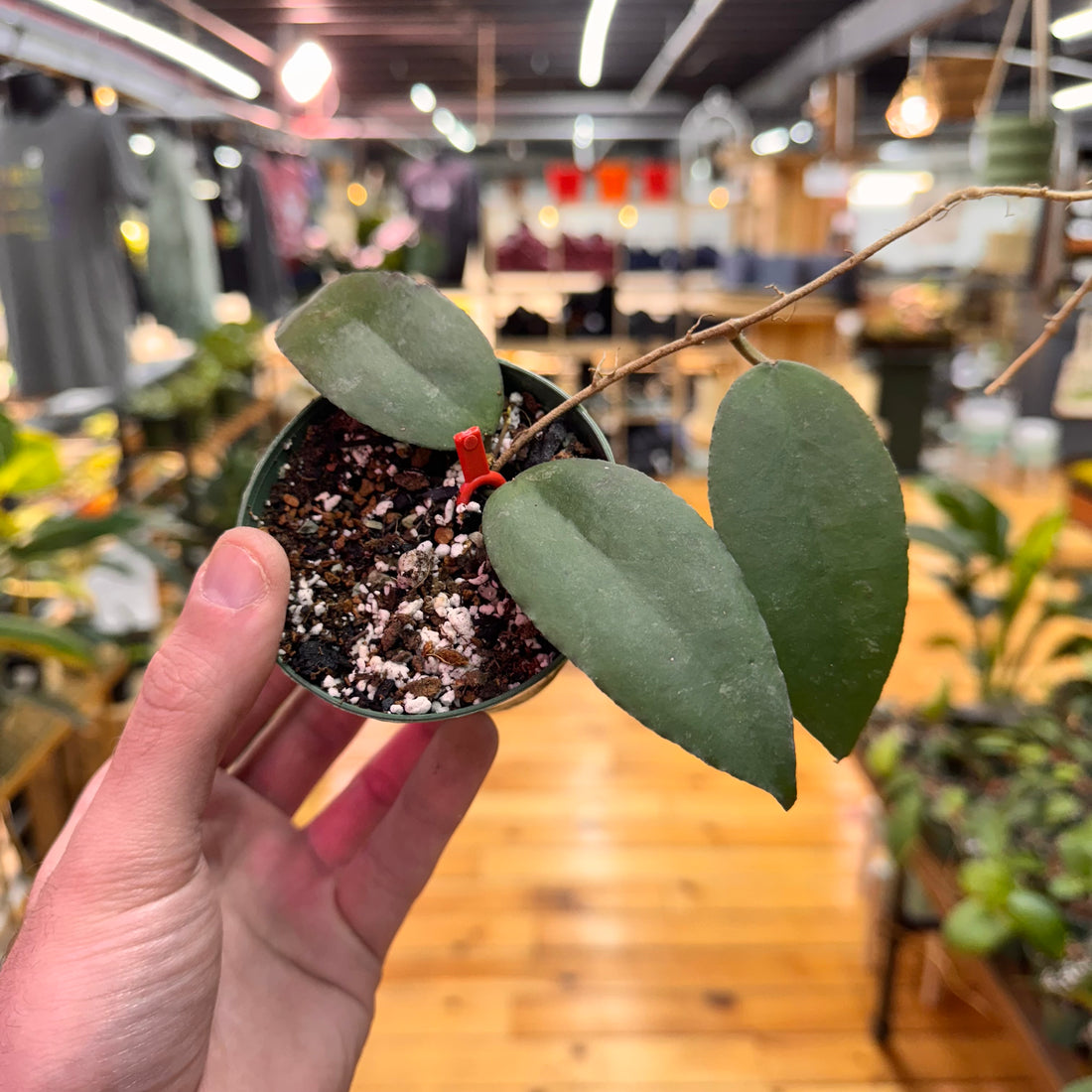 Hoya Caudata &