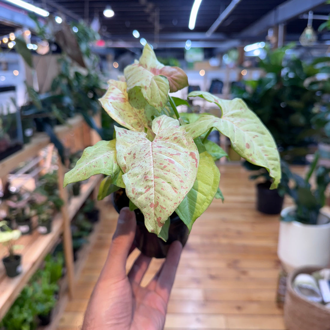 Hand holding a small potted plant with a blurred indoor setting in the background
