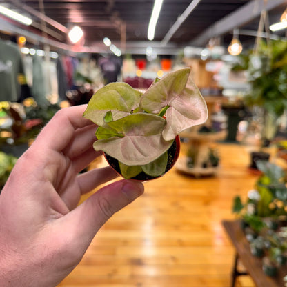 Syngonium Neon Pink