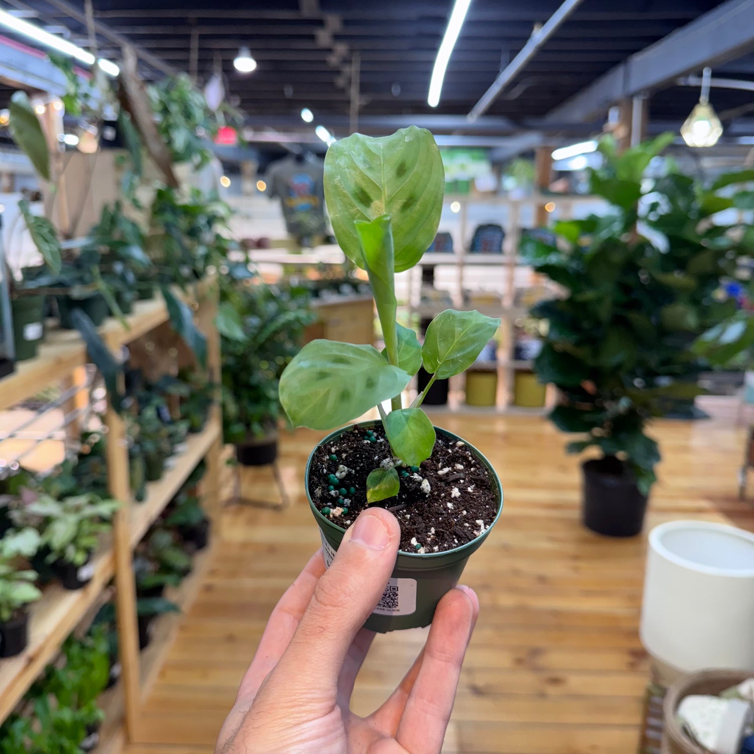 Hand holding a small potted plant in a store with plants in the background