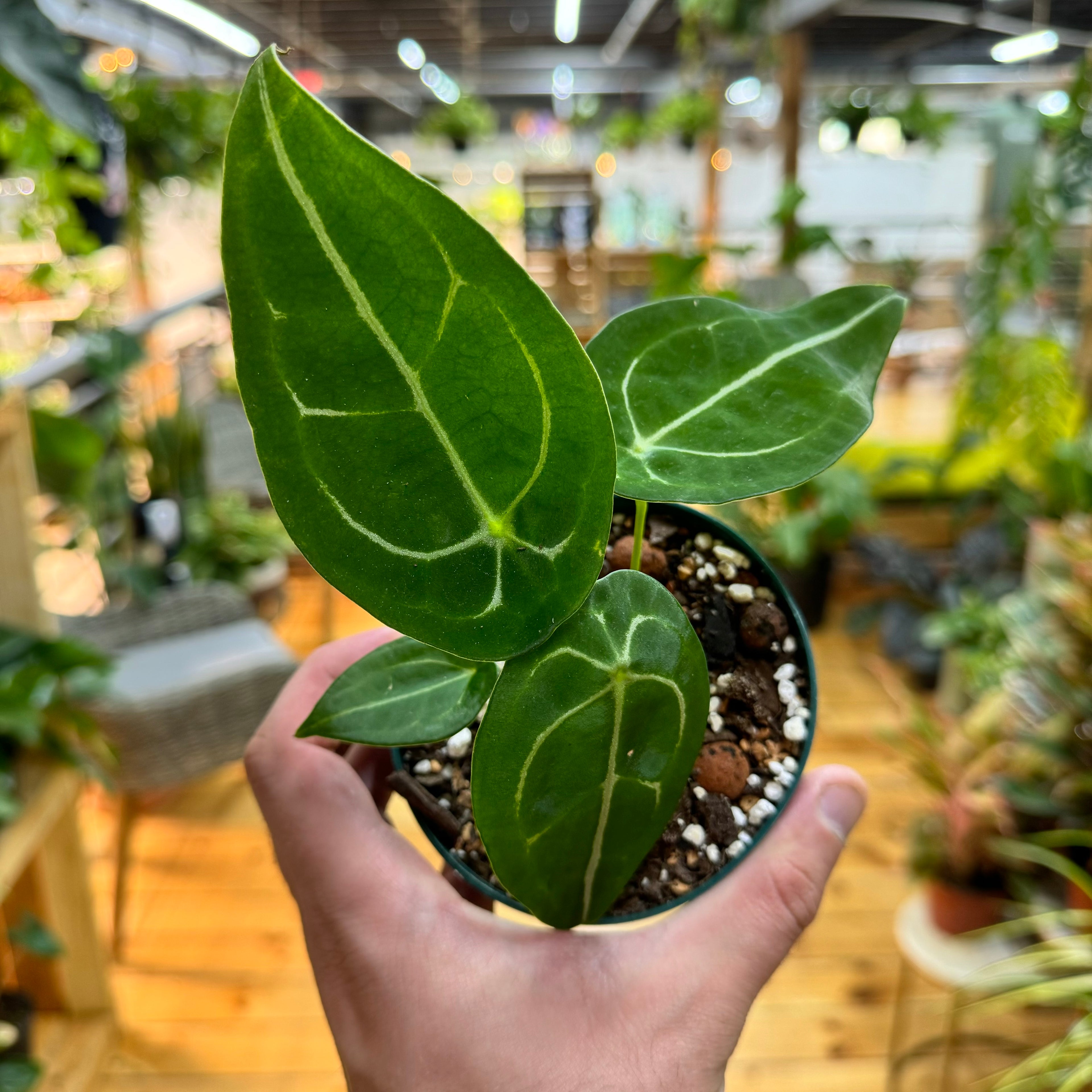 Anthurium Forgetii