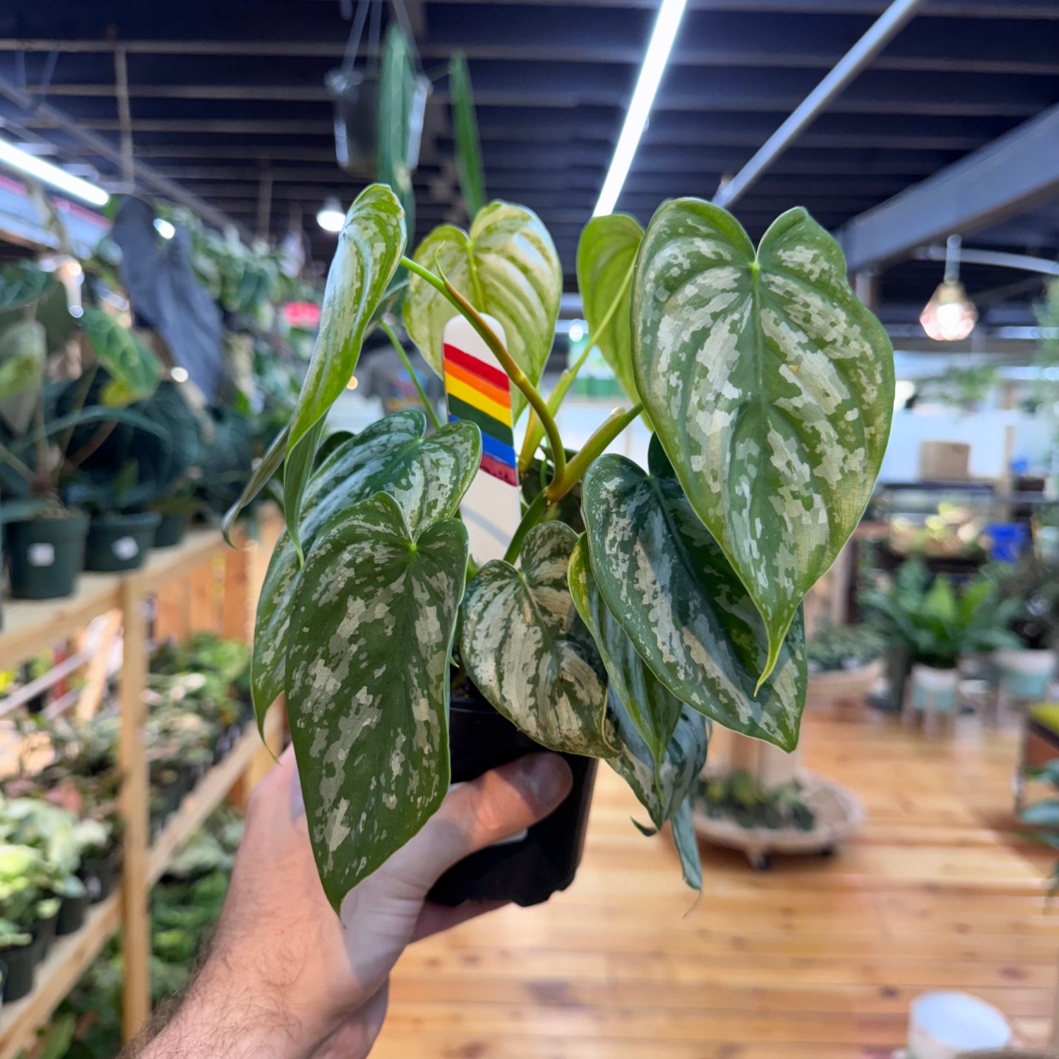 Philodendron Branditianum