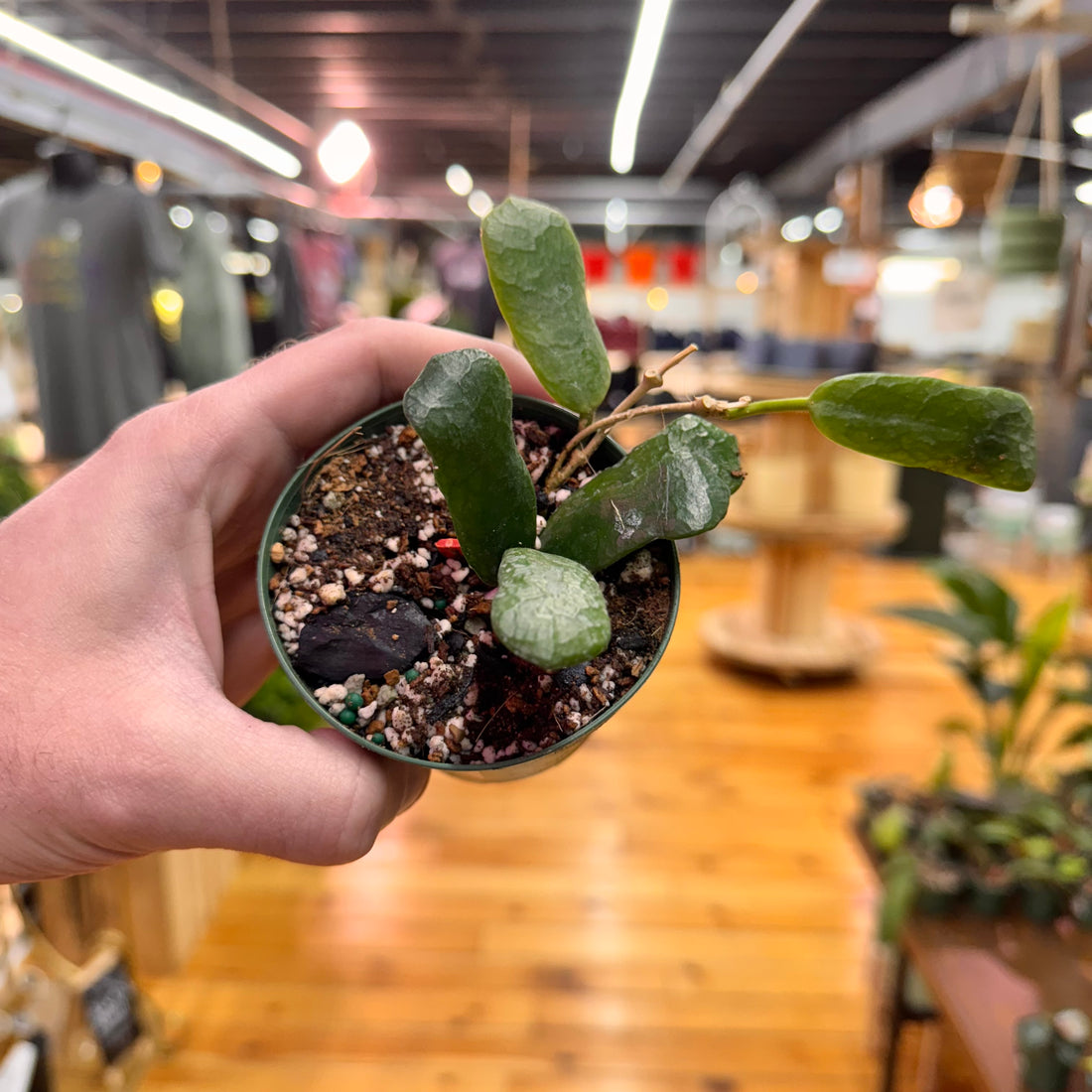 Hoya Rotundiflora