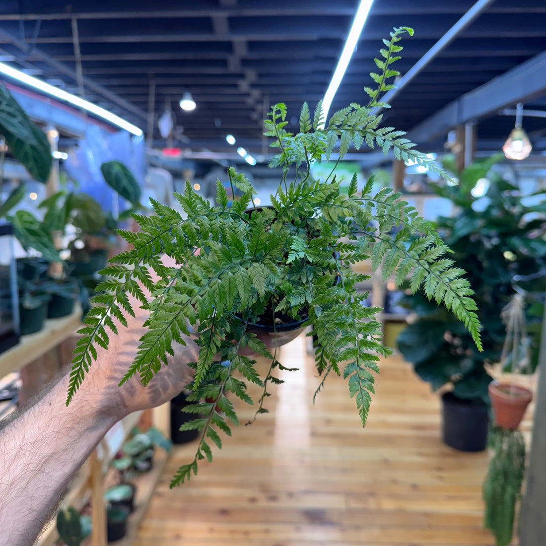 Fern Rabbit’s Foot