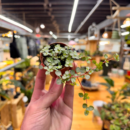 Nettle Silver Baby Tears
