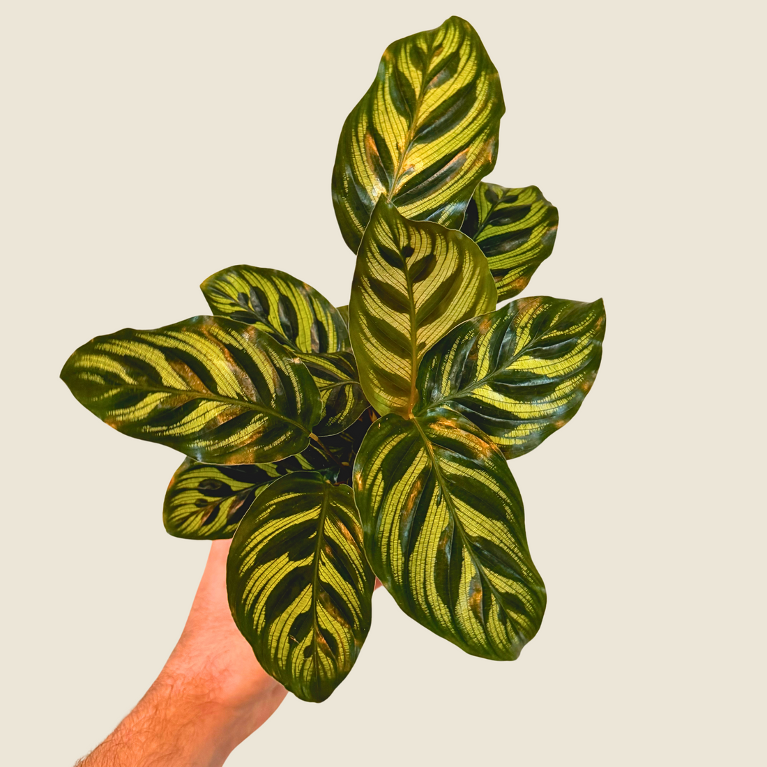 4&quot; Calathea Makoyana