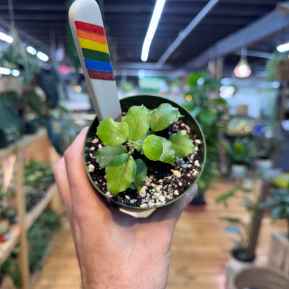Hoya Enduaensis