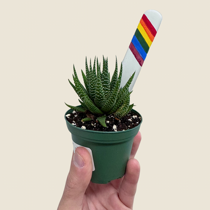 Haworthia Zebra Succulent