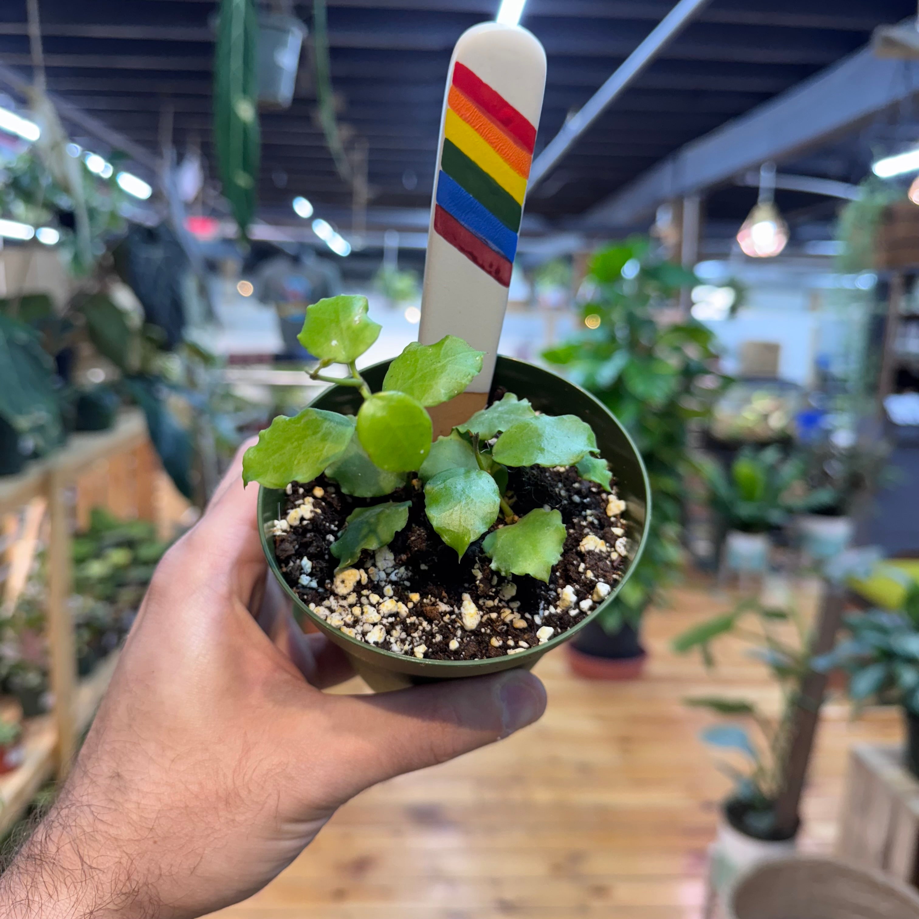 Hoya Enduaensis
