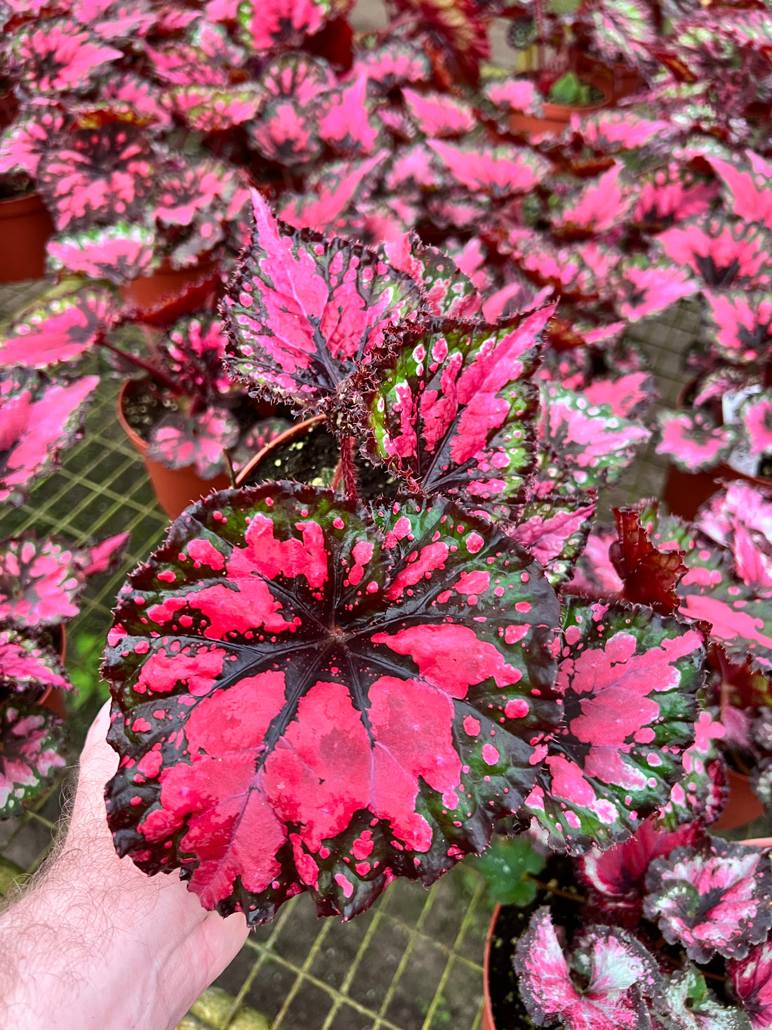 Begonia Vampire&