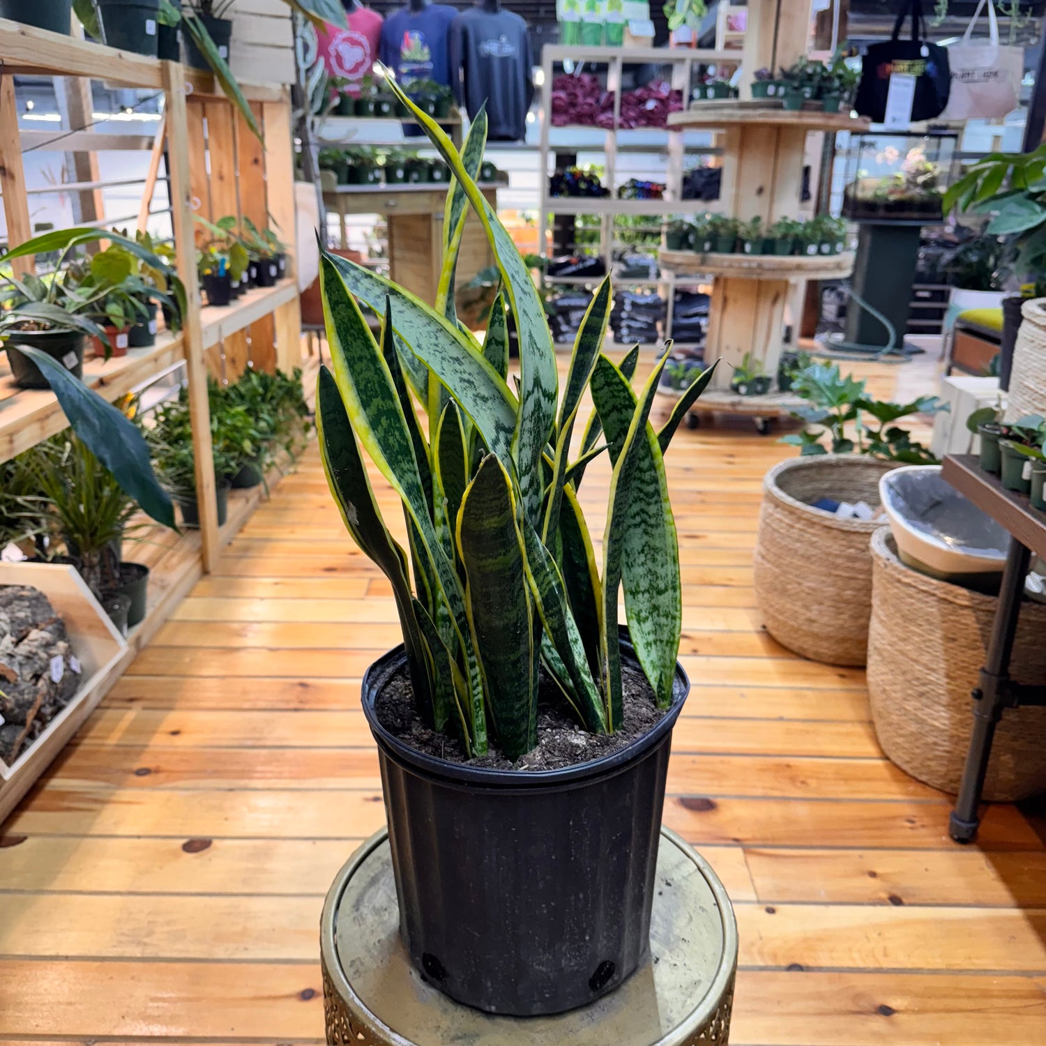 Sansevieria Laurentii