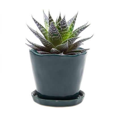 Tika 8&quot; Pot &amp; Saucer