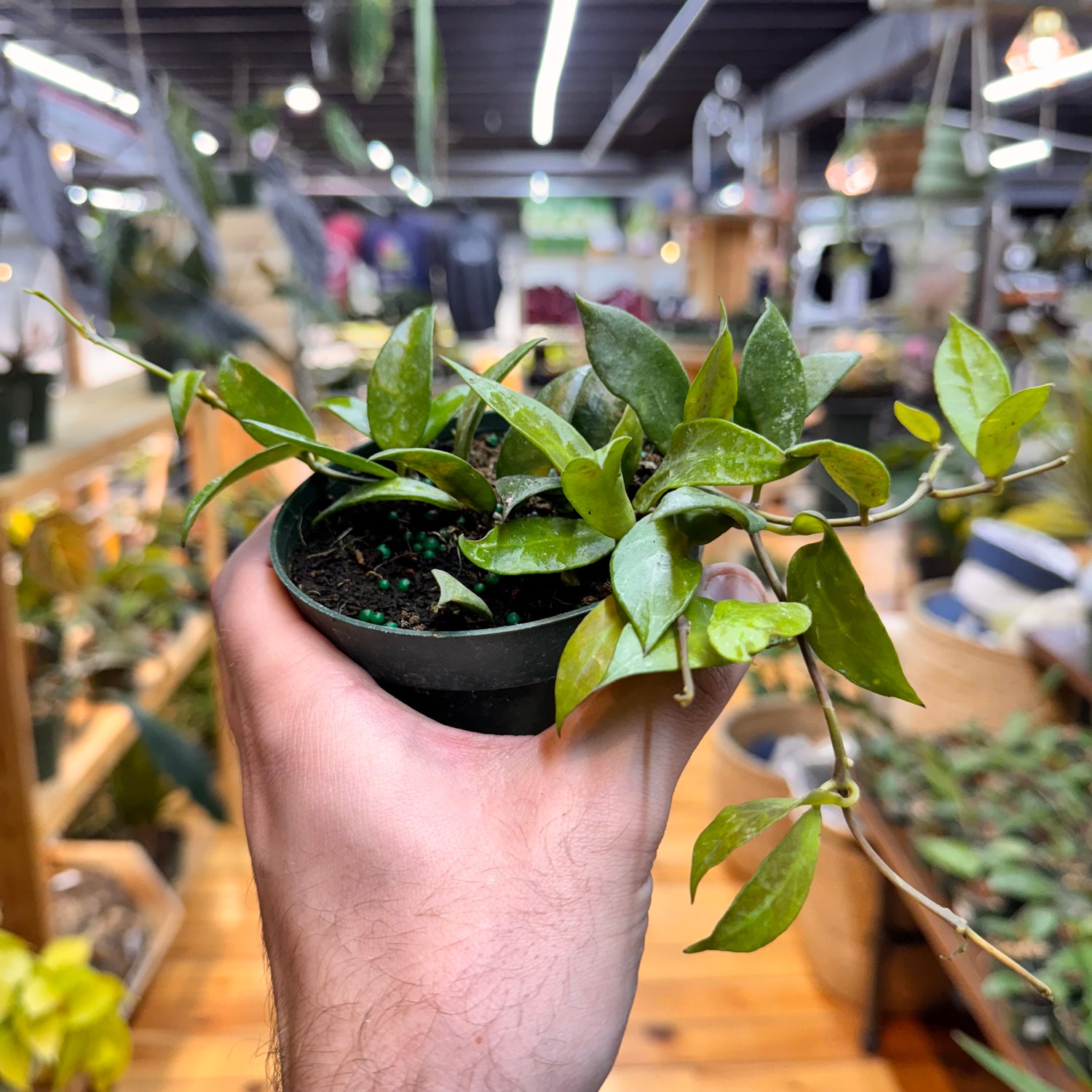Dischidia Krinkle