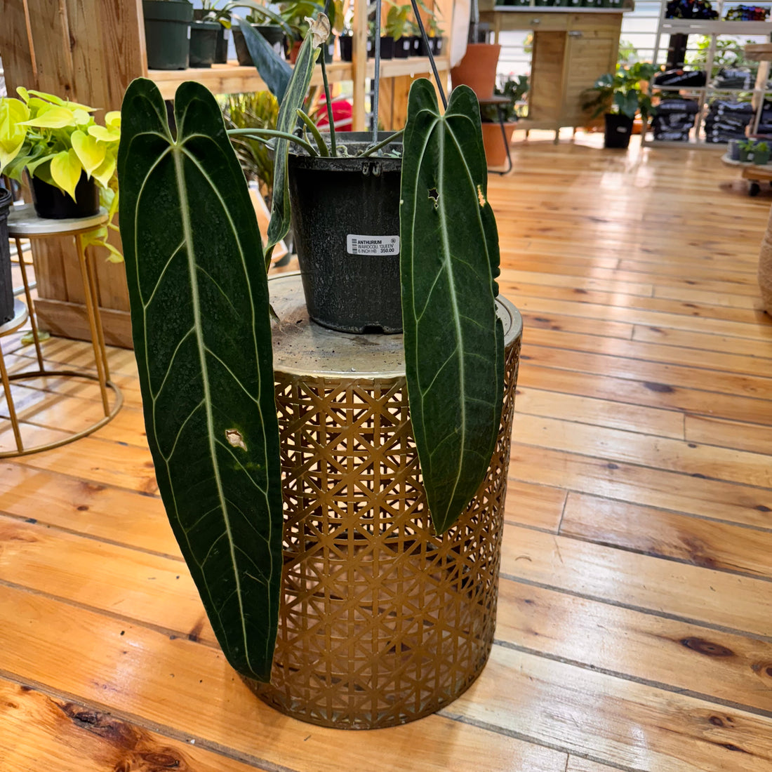 Anthurium Warocqueanum &