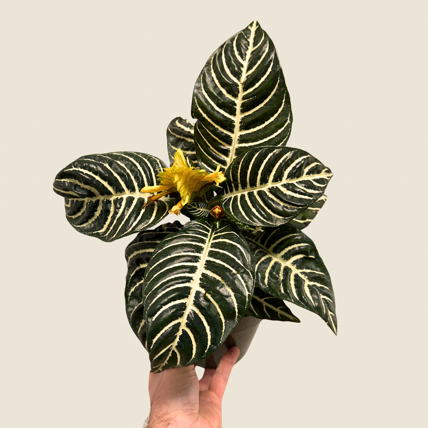 Aphelandra Zebra &