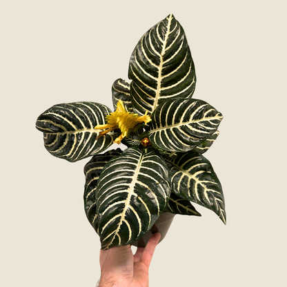 Aphelandra Zebra &