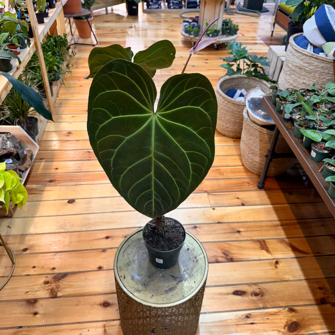 Anthurium Regale x Magnificum