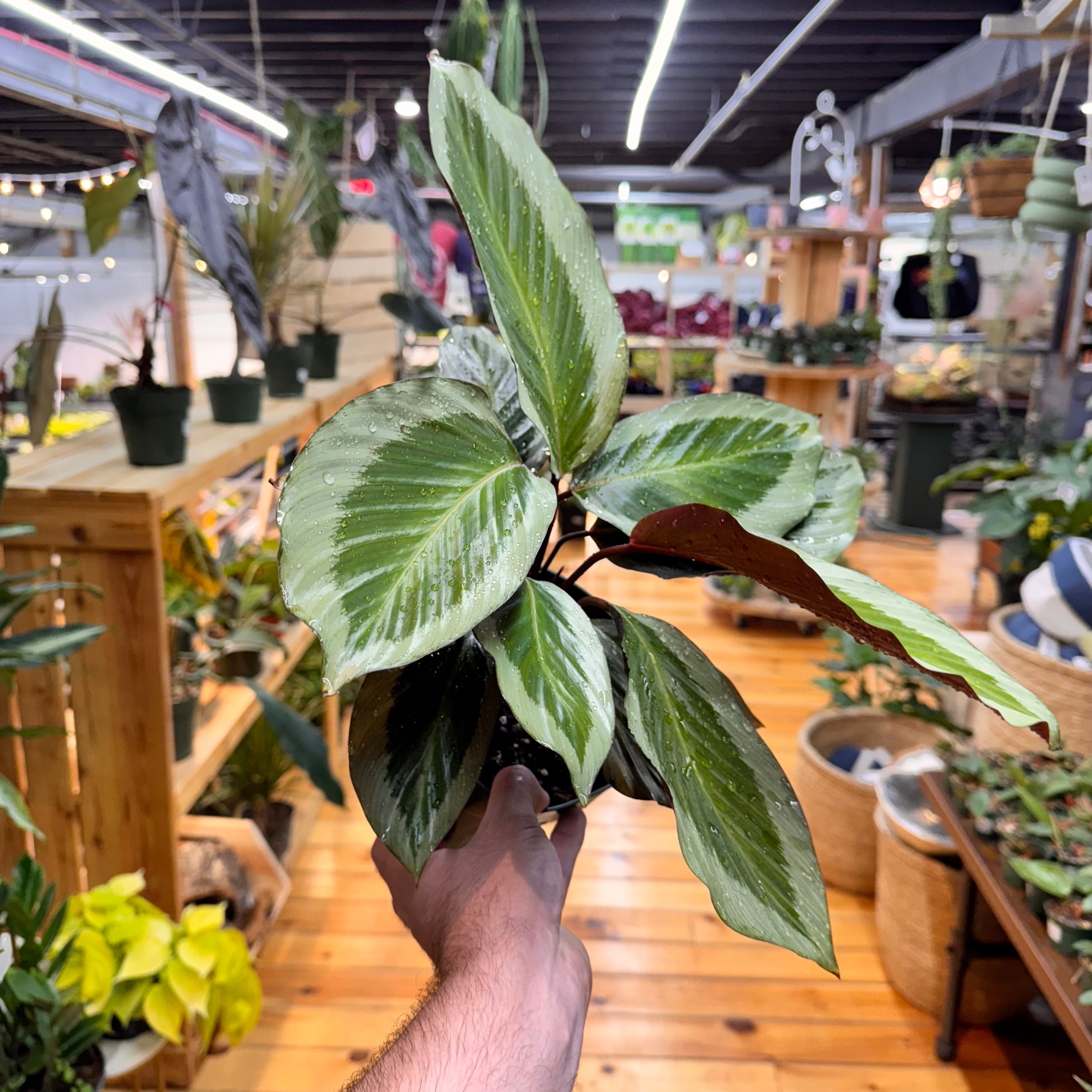 Calathea Holiday