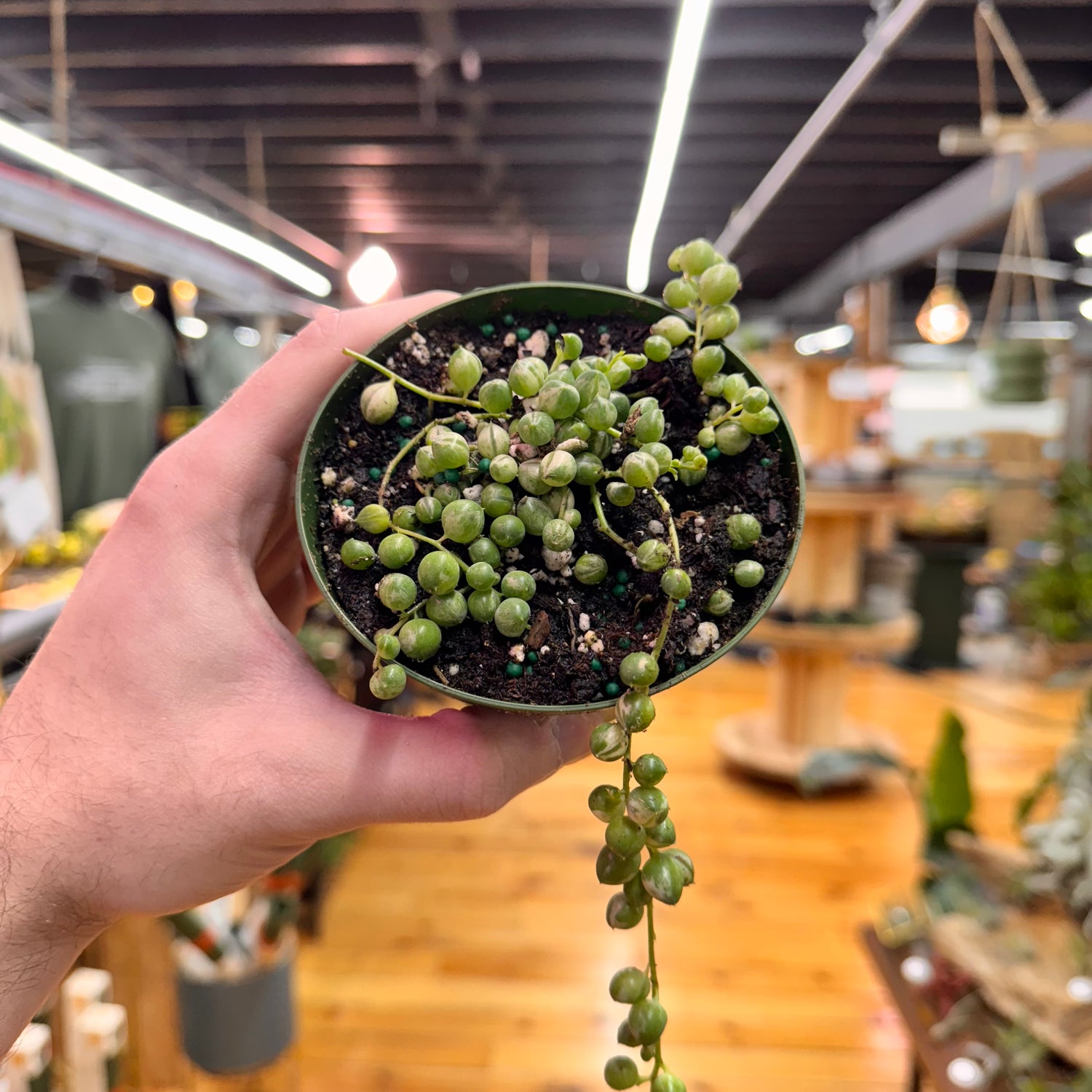String of Pearls Variegated