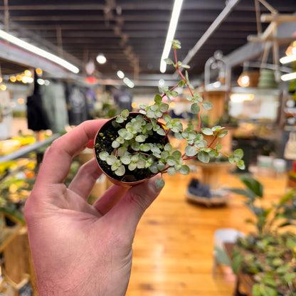 Nettle Silver Baby Tears