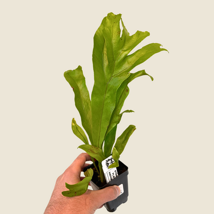 Fern Staghorn &
