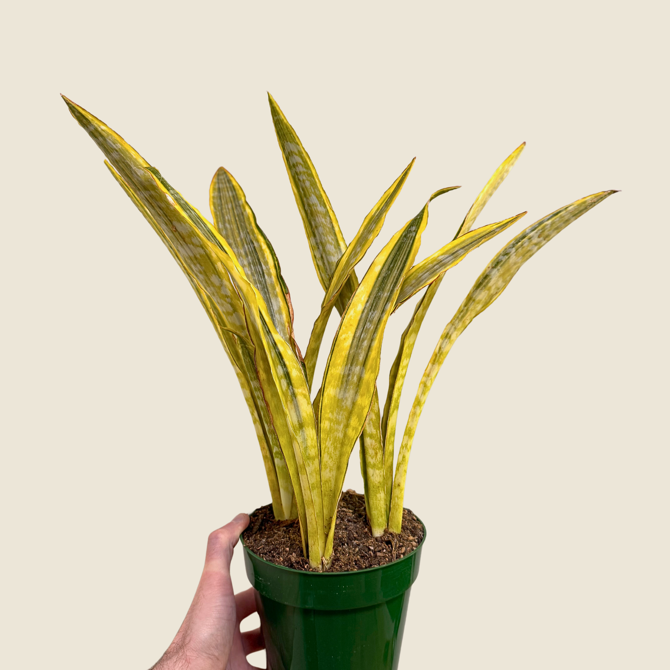 Sansevieria Lauren