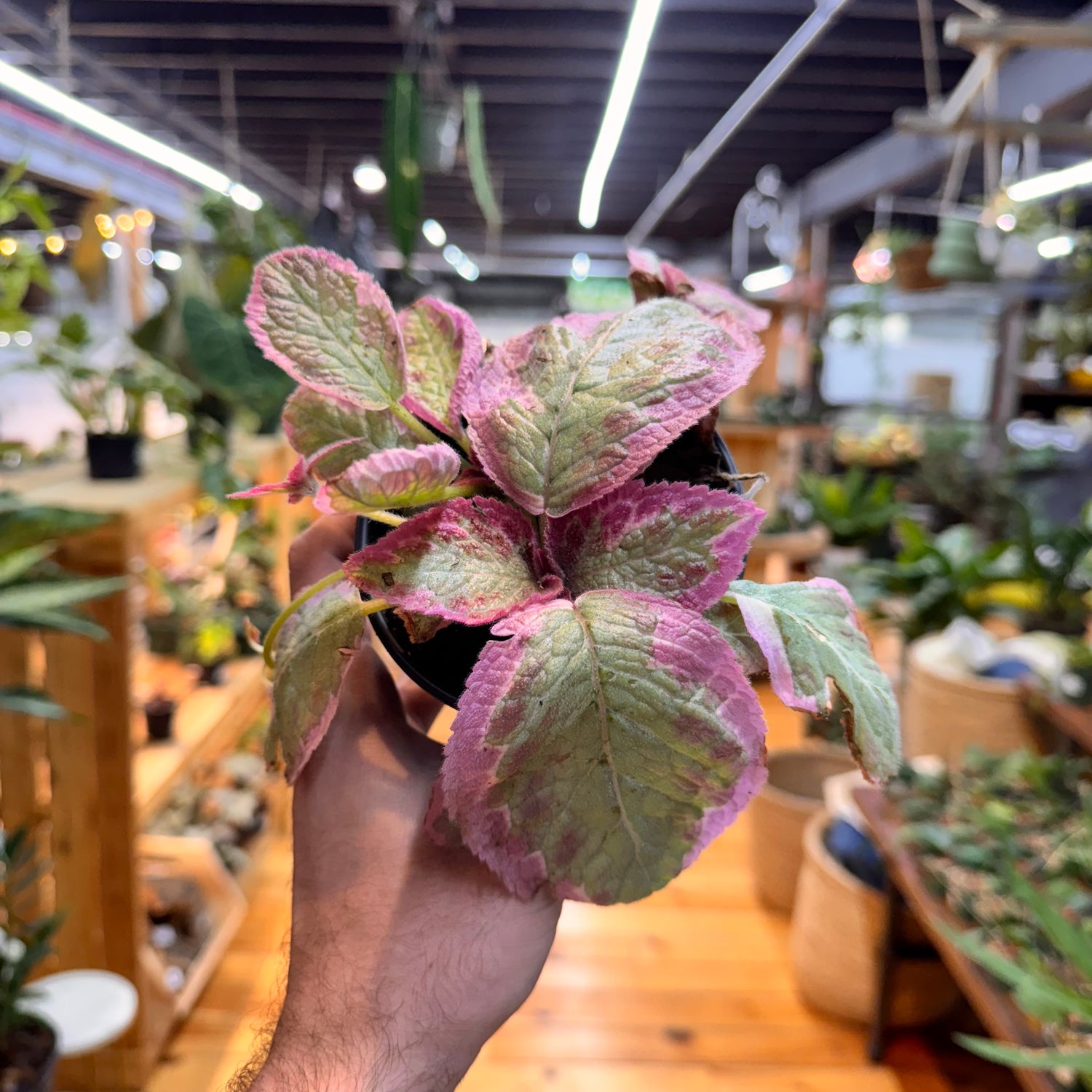 Episcia Pink Brocade