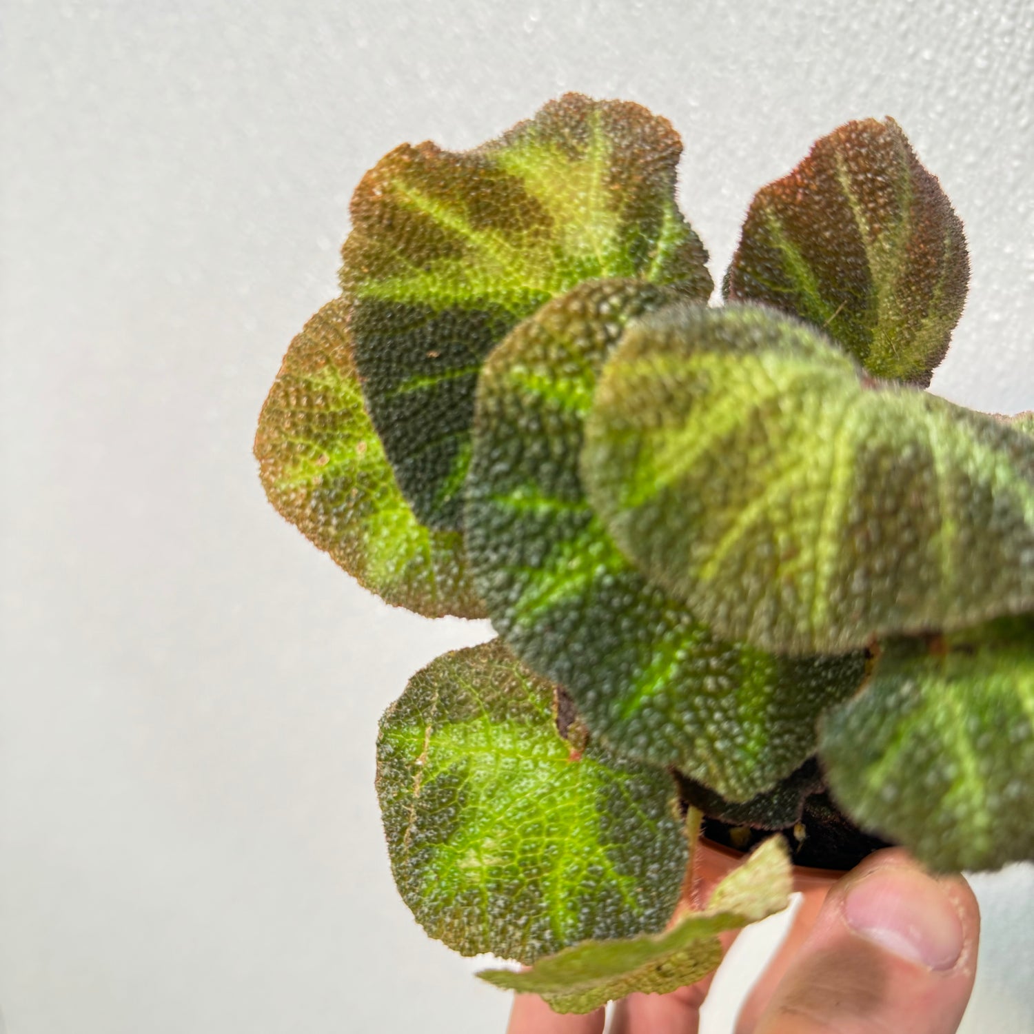 Begonia Soil Mutata