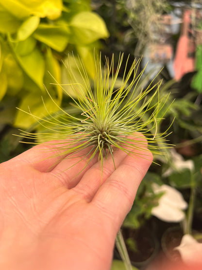 Andreana Air Plant