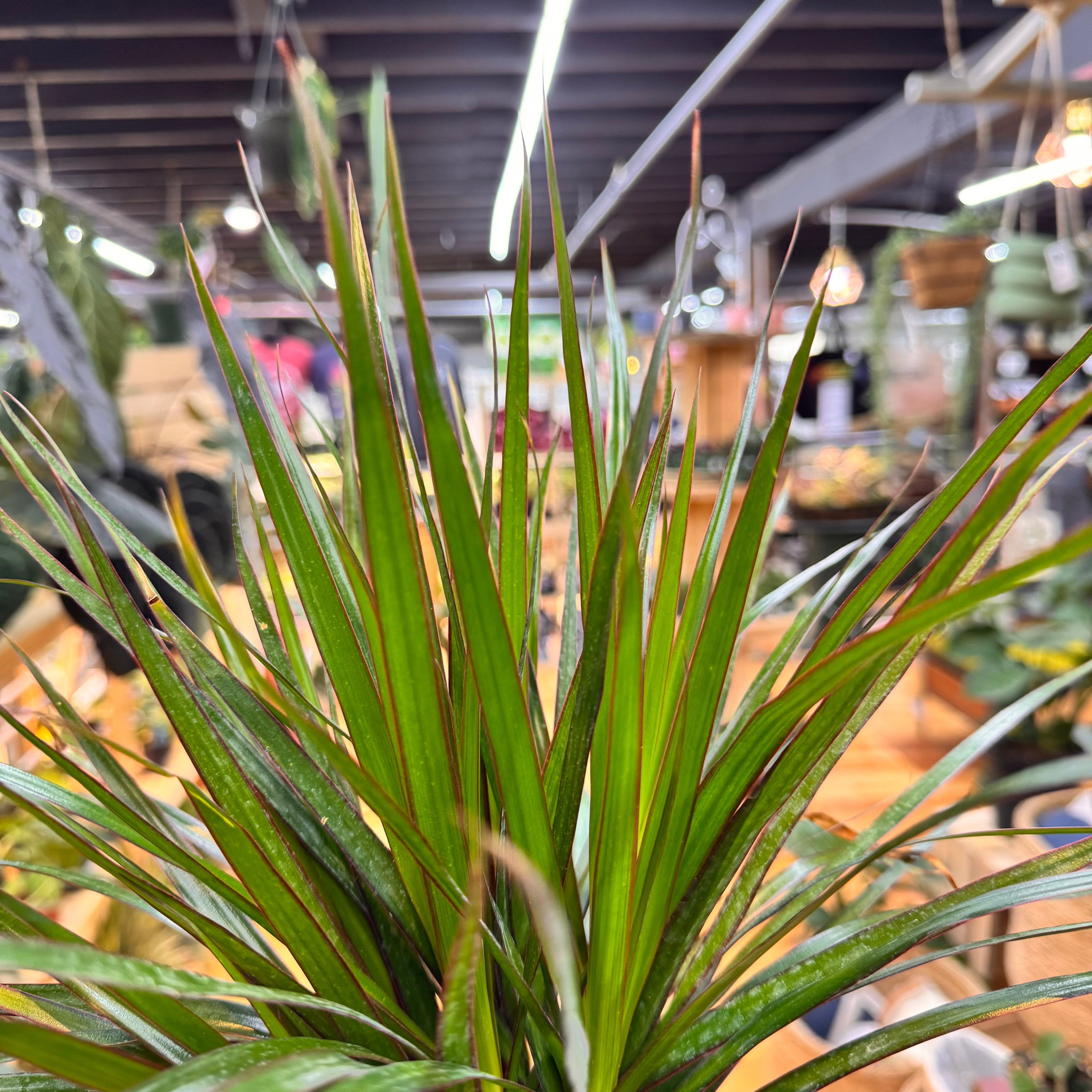 Dracaena Marginata Bicolor