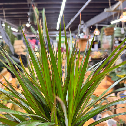 Dracaena Marginata Bicolor
