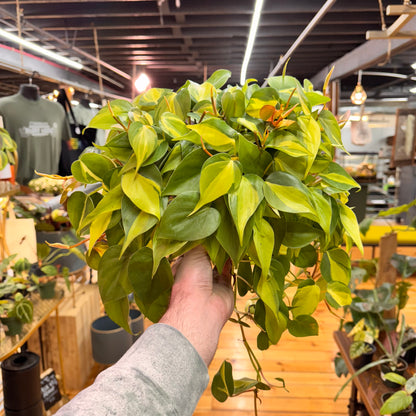 Philodendron Brasil