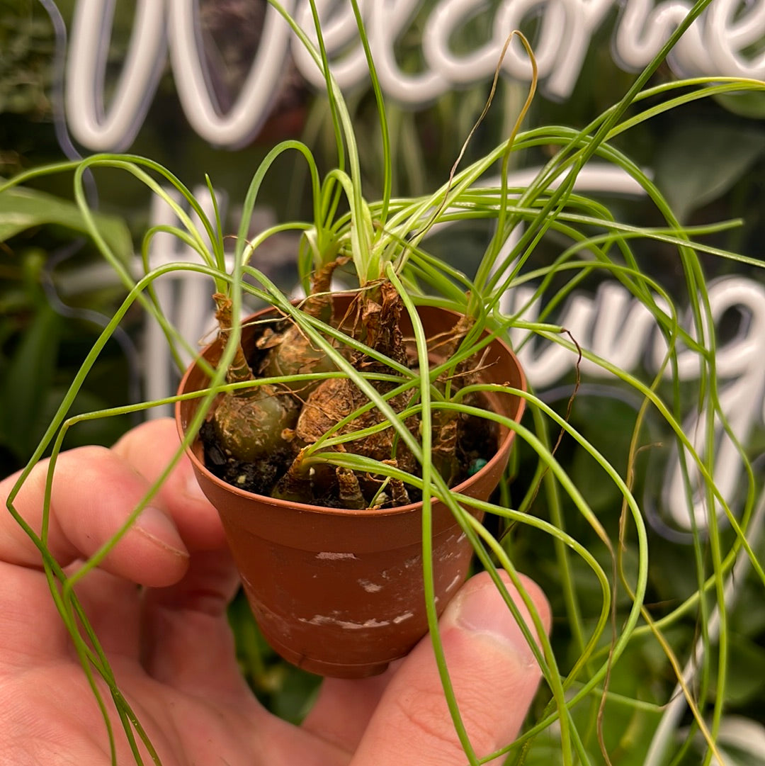 Calibanus Hookeri