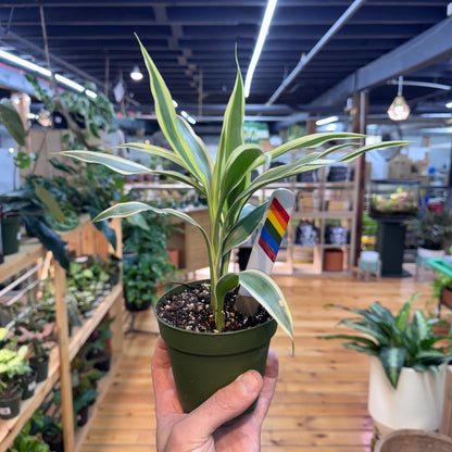 Dracaena Song of India