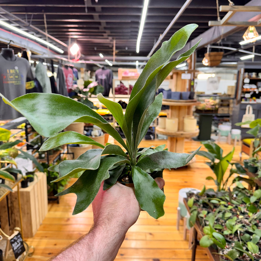 Fern Staghorn