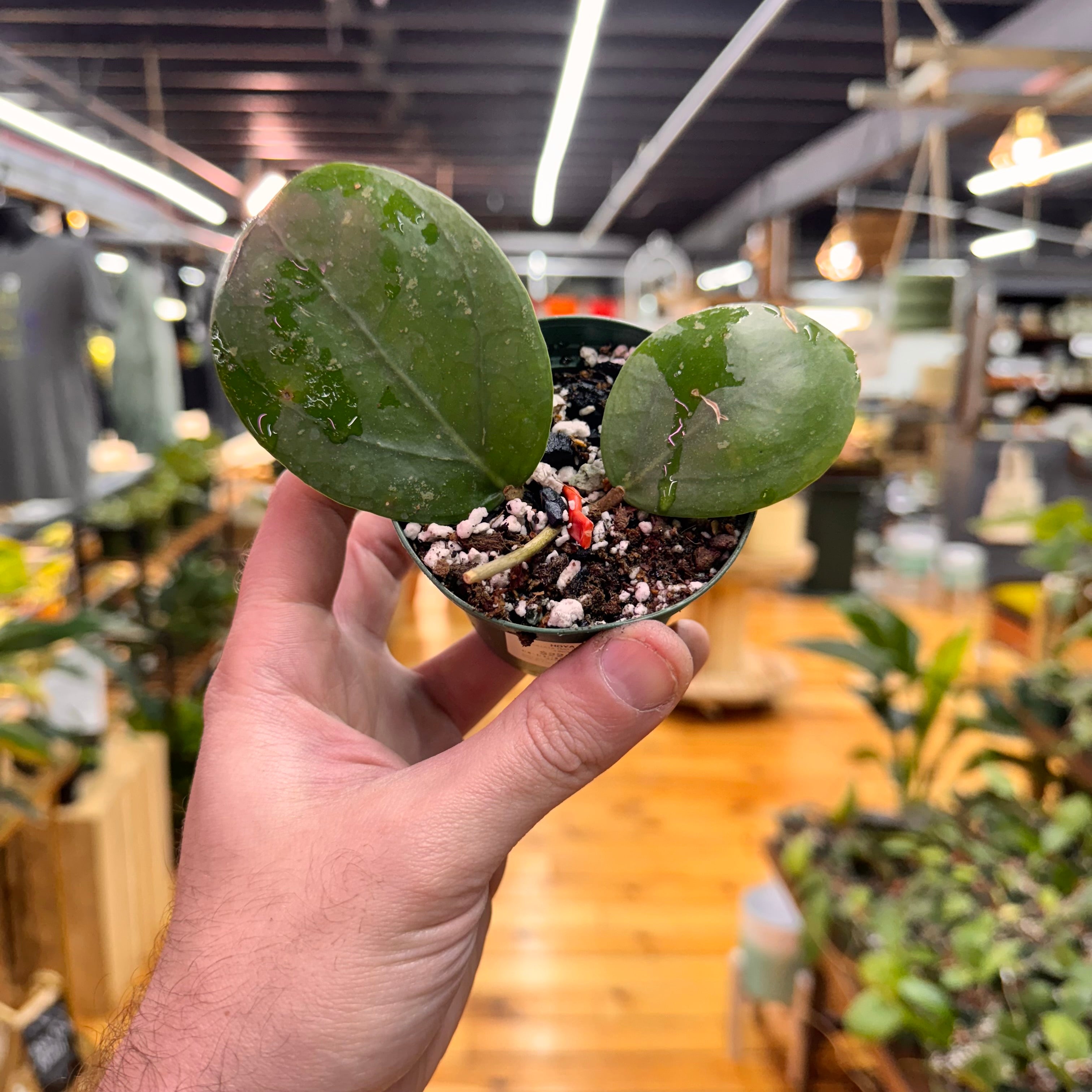 Hoya Verticillata TMG &