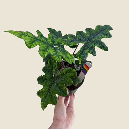 Alocasia Jacklyn