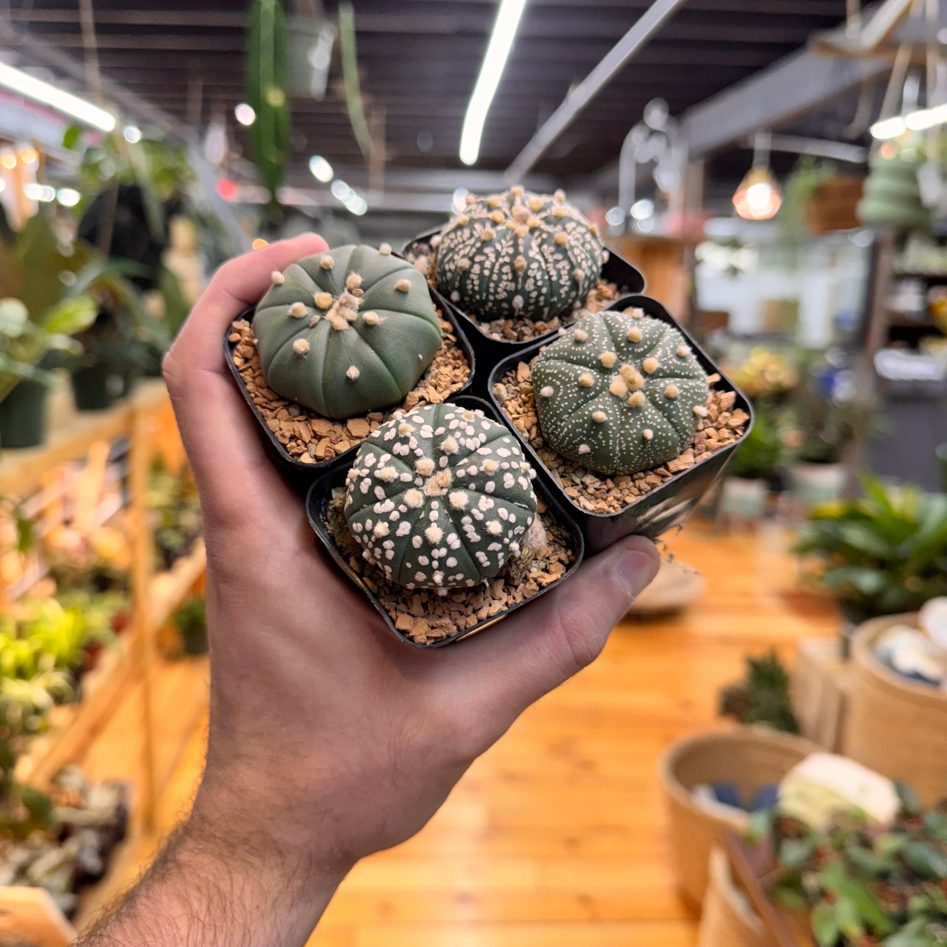 Astrophytum Asterias Assorted