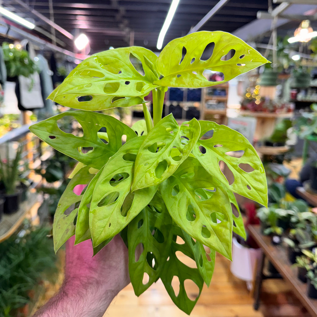 Monstera Adansonii Neon ‘Madonna’