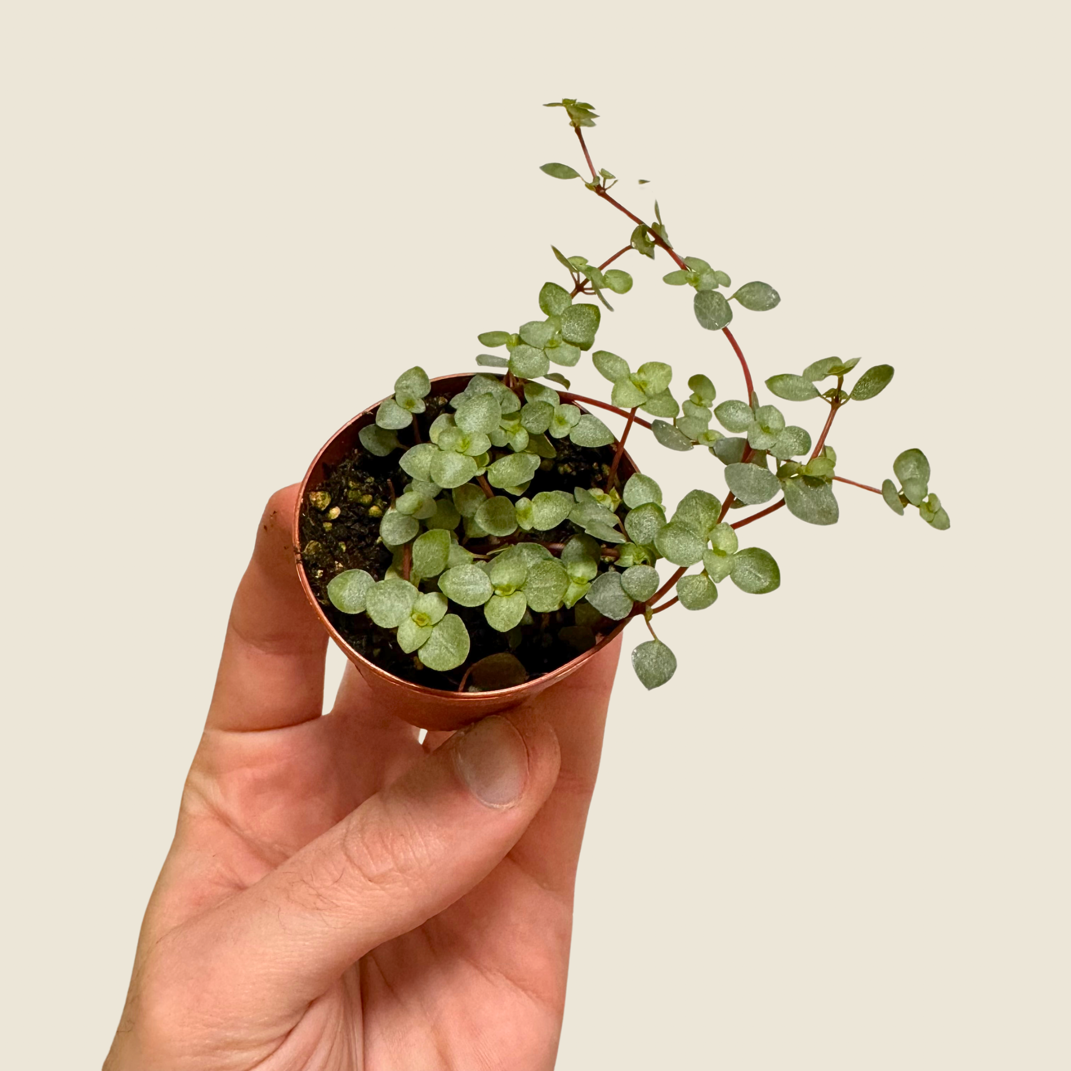 Nettle Silver Baby Tears