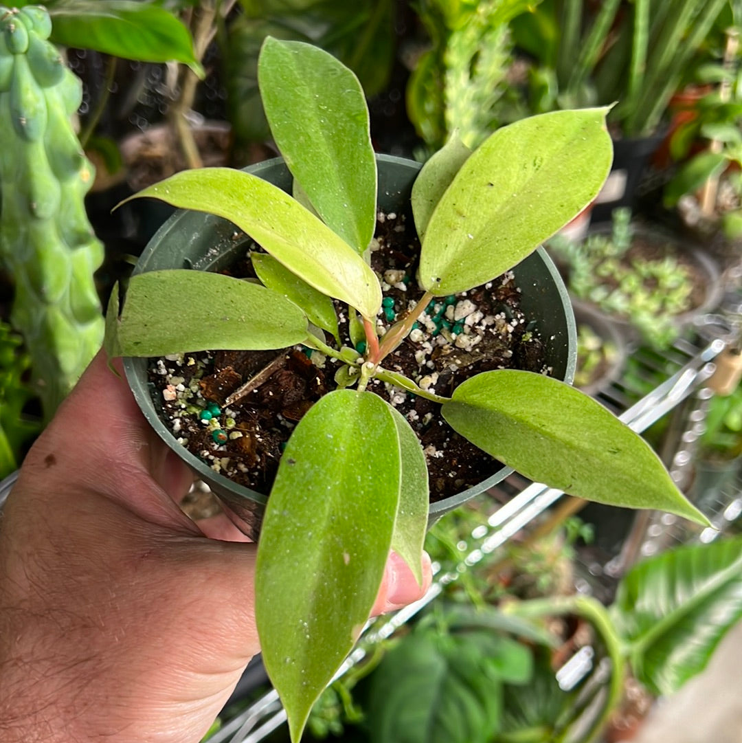 Philodendron Snowdrift