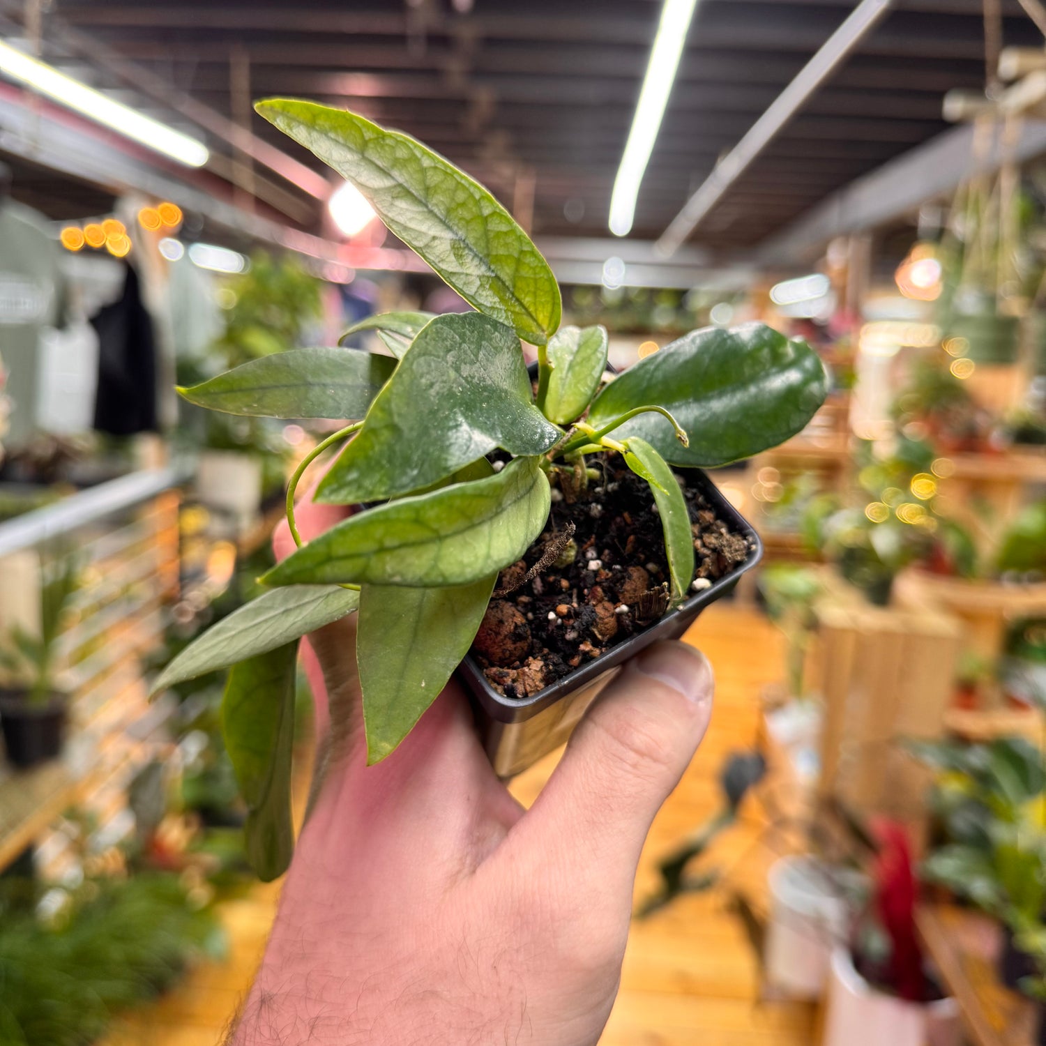 Dischidia Acutifolia